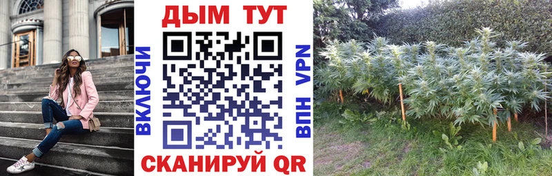 наркотики  Избербаш  Каннабис SATIVA & INDICA 